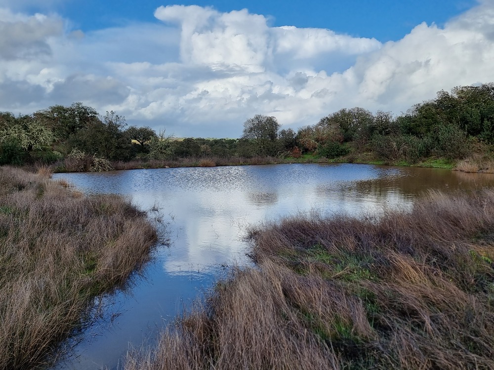The pond
