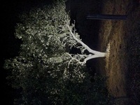 A tree at night